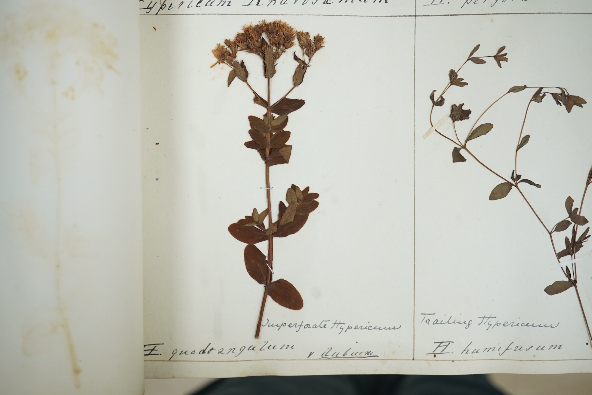 British Wild Flowers, a 19th century album of pressed British flowers. Condition - fair to good